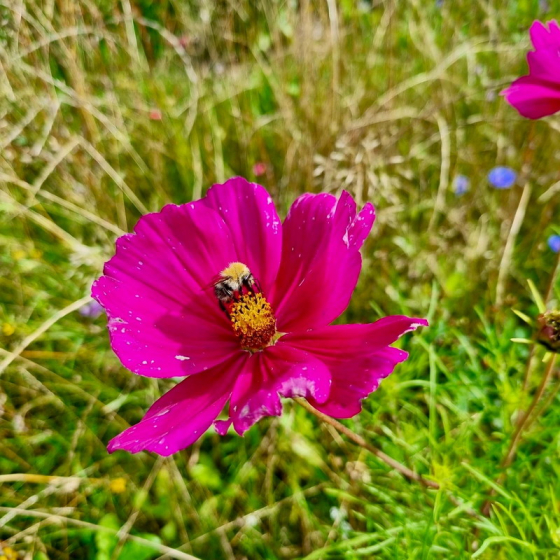 Gartenschau (14)