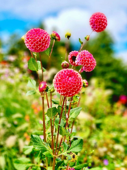 Gartenschau (9)